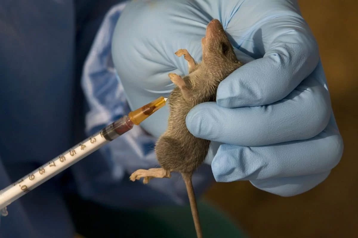 LASSA FEVER: KATSINA STATE CONFIRMS SIX SUSPECTED CASES, ONE DEATH
